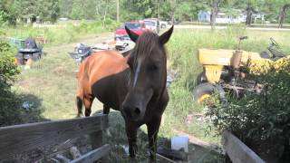 Meet Hsus New Hampshire State Director Lindsay Hamrick