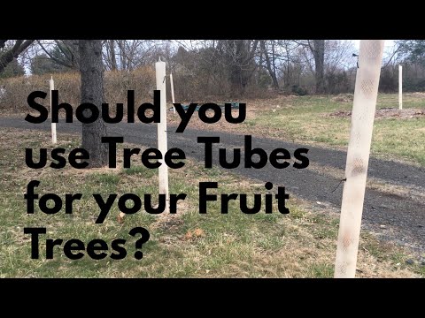 Are Using Tree Tubes Worth it?