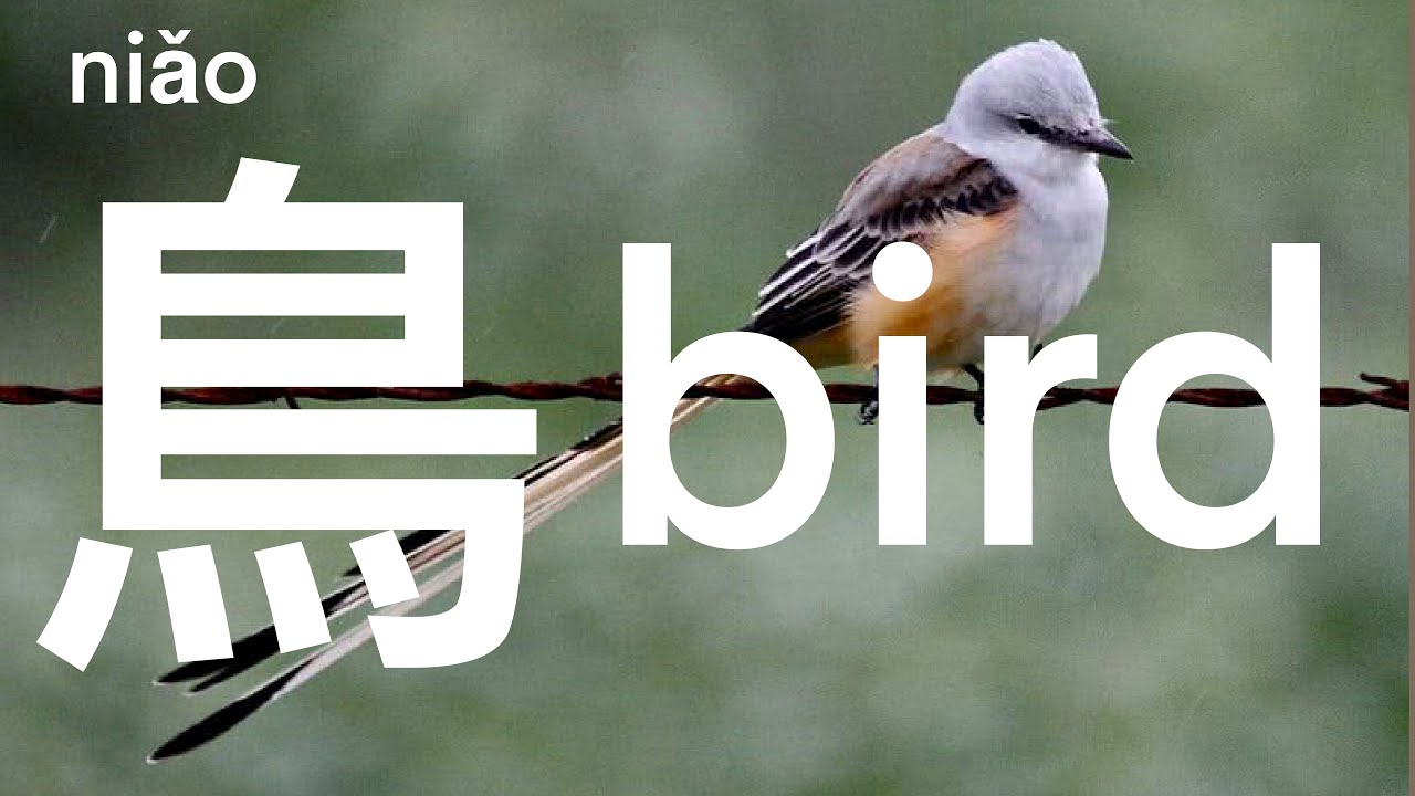 漢字演變》鳥- YouTube