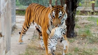 Тигрица МАТЬ любит себя больше, чем детей! Тигрята воспитываются отцом! Тайган