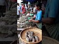 Wild Market: Snakes &amp; Rats@farhanefendi-ai