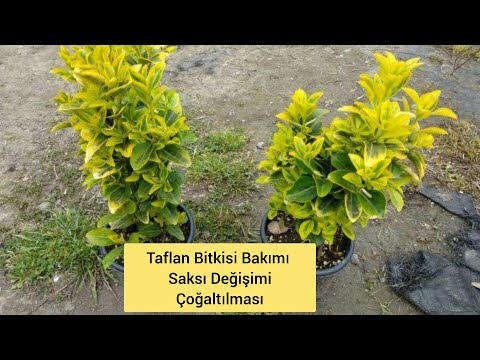 Video: Warty Euonymus (34 Fotoğraf): çilekli Yabani Bir Bitkinin Tanımı, Bir çalı Dikimi Ve Bakımı