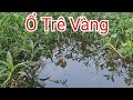 Câu trúng điểm cá trê vàng rô mề kéo phao liên tục giật đã tay || Golden catfish fishing