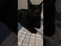 Beleza felina