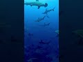 #scubadiving #mikomoto #hammerheads #shark