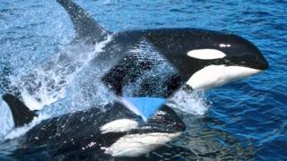 Chorus Of Whales