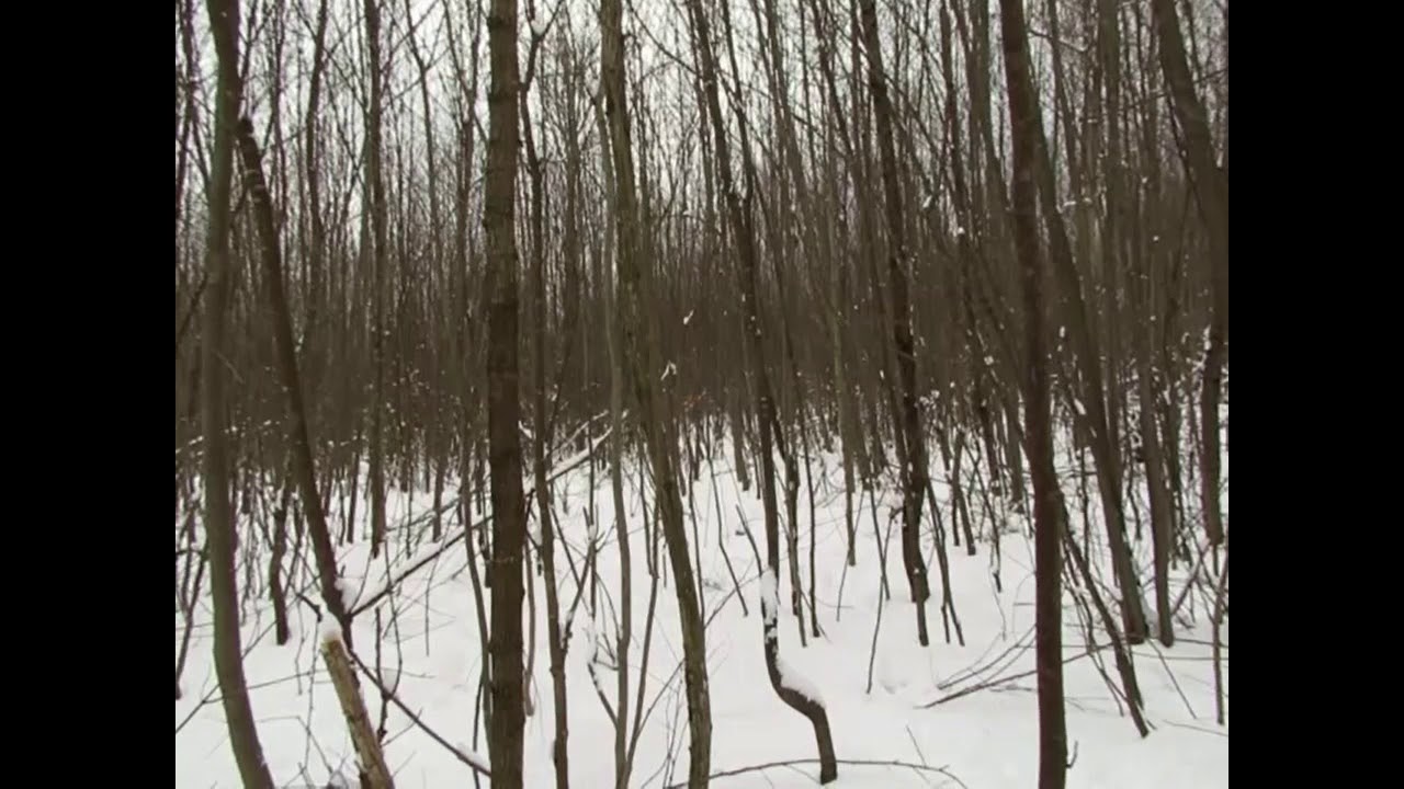 SNOWSHOE HARE HUNTING YouTube