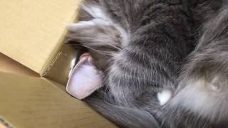 おさまる猫 ノルウェージャンフォレストキャット Cat fit. Norwegian Forest Cat.