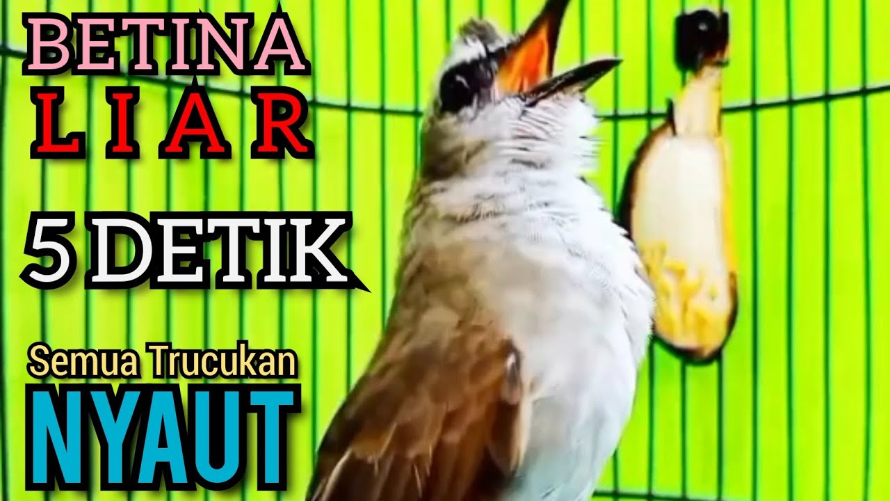 TRUCUKAN OMBYOKAN TRUCUK BAHAN PAUT BISU AGAR BUNYI GACOR DENGAR SUARA TRUCUK GACOR NGALAS  INI ‼️