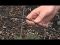 Drip Irrigation Basics