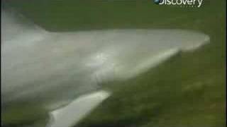 Shark Week- The Bull Shark