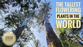 The Tallest Flowering Plants in the World
