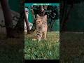 Why Mother Cats Use This Hidden Reflex?