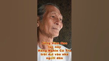 CHUYỆN LẠ TẠI SÔNG VÀM NAO HÀNG NGHÌN CÁ TRA TRÔI DẠT VÀO BỜ quá lạ kỳ bà con ơi #shorts