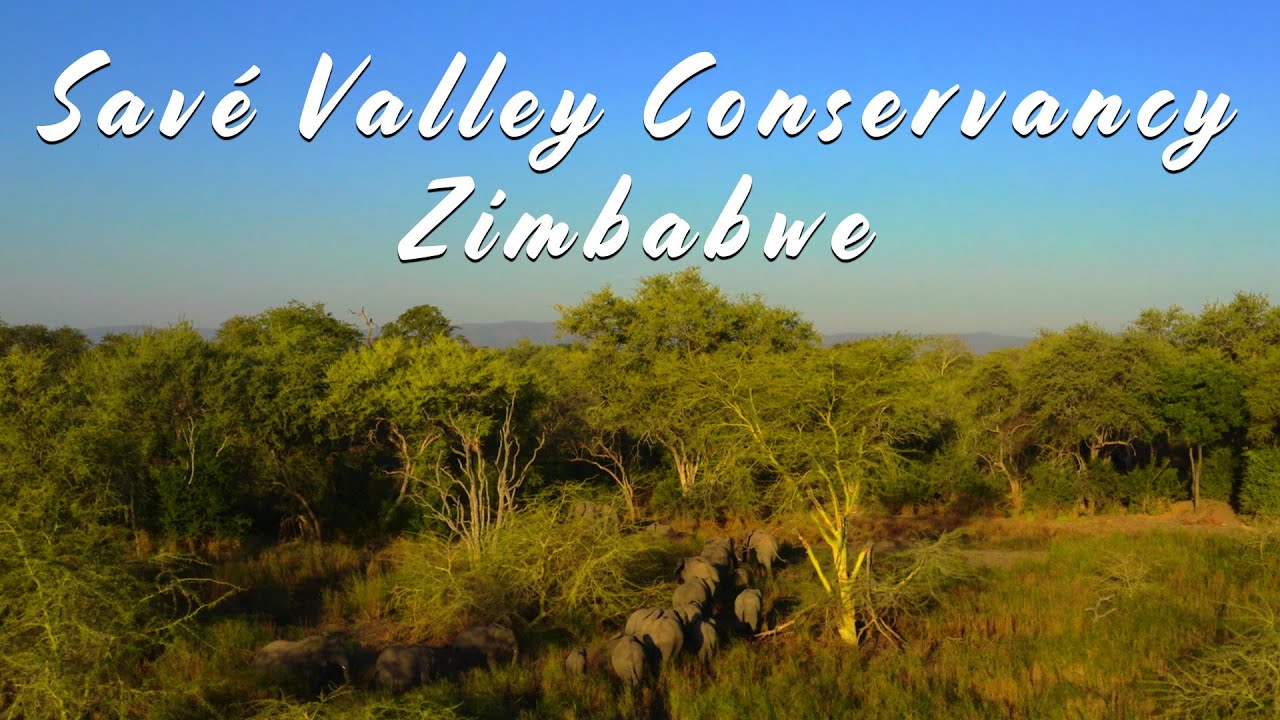 Family Matters (Savé Valley Conservancy)