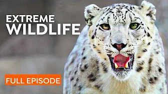 Snow Leopard’s Fight for Survival | Himalayas Wildlife | Nature Documentary