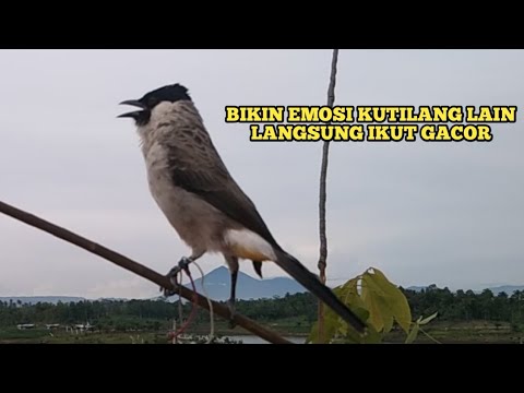 Suara Burung KUTILANG GACOR Menekan Lawan || Kutilang Liar Auto Emosi dan Menghajar Pikat