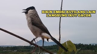 Suara Burung KUTILANG GACOR Menekan Lawan || Kutilang Liar Auto Emosi dan Menghajar Pikat