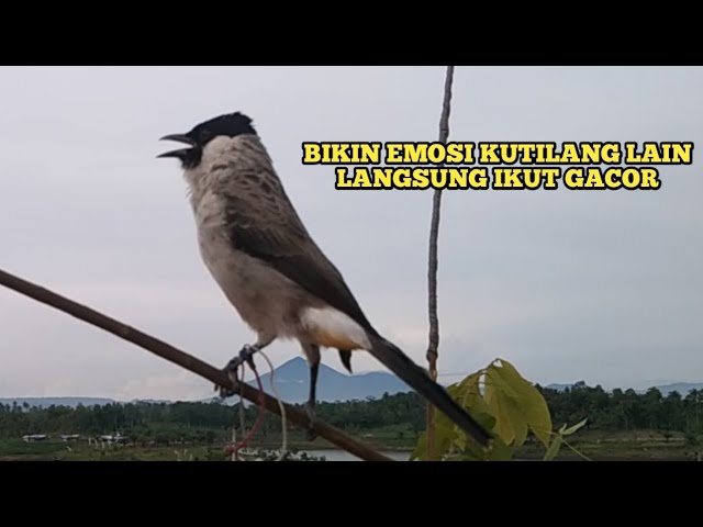 Suara Burung KUTILANG GACOR Menekan Lawan || Kutilang Liar Auto Emosi dan Menghajar Pikat class=