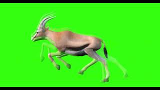 Gazelle Green Screen Animation Free 3D