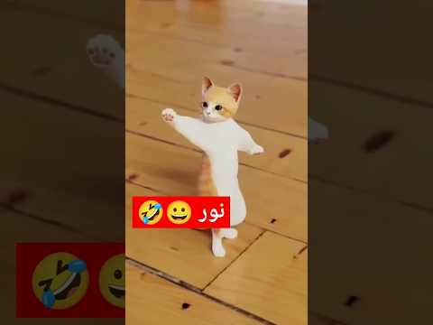 الاكتر طلبا نور نور العراق السعودية قطر الامارات الكويت البحرين اليمن الجزائر اكسبلور Cat Funny