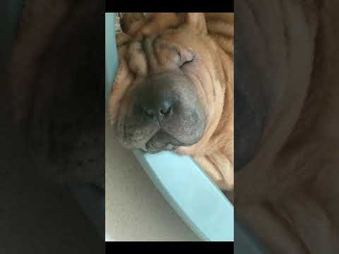 Шарпей храпит💤 sharpei snores💤