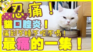 【孤貓工作室】最痛的一集貓口腔炎痛到不睡不吃不喝貓忍痛力非常可怕