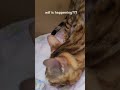 Emergency kitten transport 🚨🐾 #bengalkittens #bengalcat #newbornkitten #catshorts #shorts