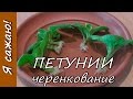 Выращивание ПЕТУНИИ. Часть 5. Черенкование. Я сажаю.