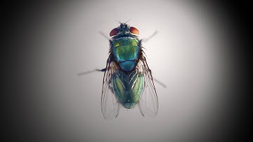 Val McDermid - Forensics: insect informers