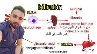 البيليروبين المباشر والغير مباشر |bilrubin direct &bilirubin indirct