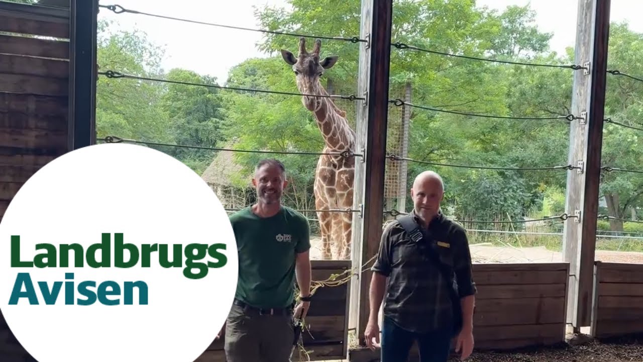 Podcast: Pil fra markerne finder vej til cremer, pottemuld og Zoo