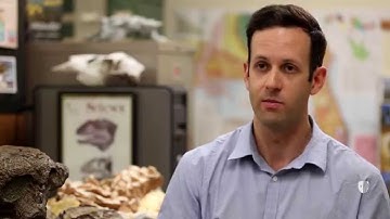 Study Suggests that Dinosaurs were Warm-Blooded