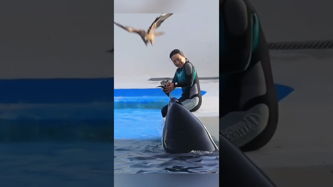 Triste Nouvelle Jessica A T Tu E Par Sa Baleine Elle Est Vraiment Morte 