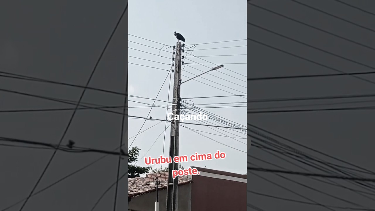 caçando urubu o 