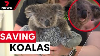 New Hope To Place More Koalas Into The Wild 7 News Australia