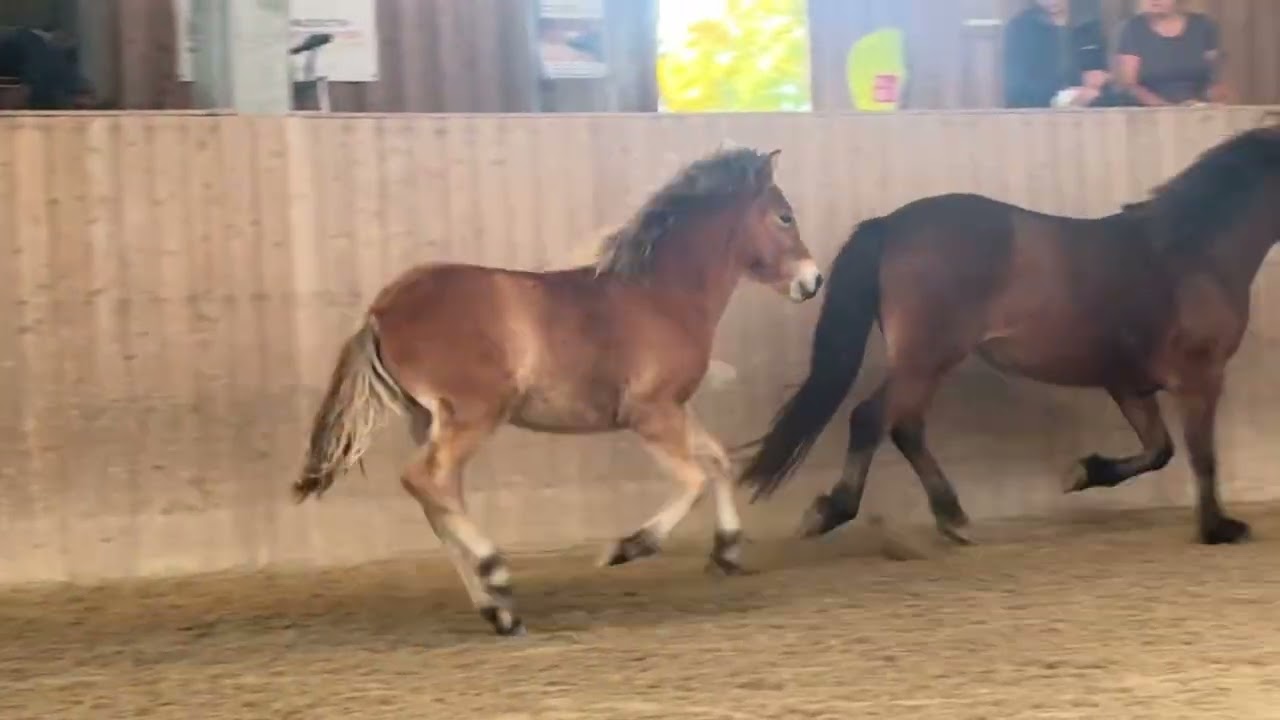 Sigurlína vom Lipperthof   2025