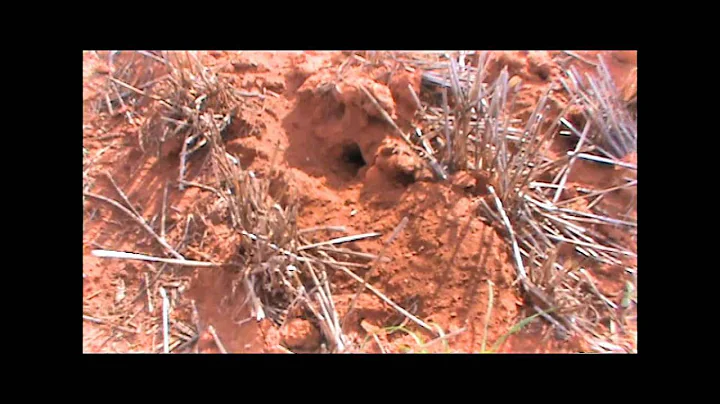 Managing mice in spring - DayDayNews
