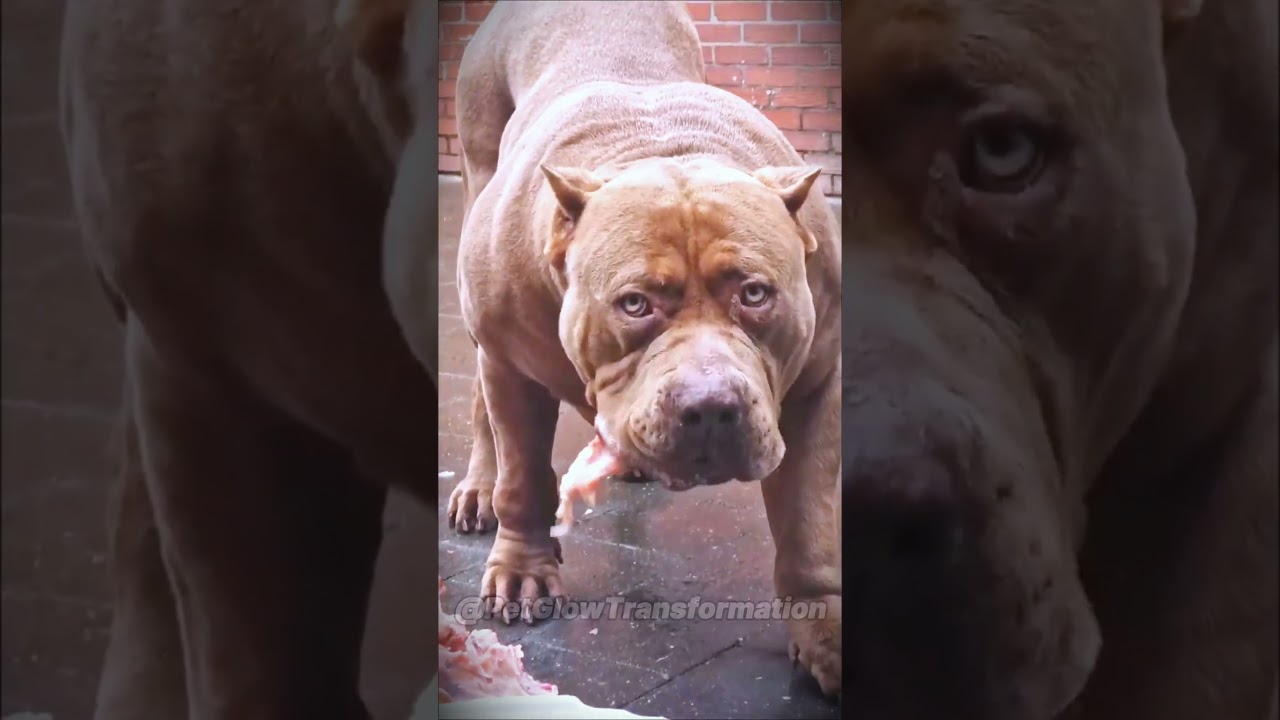 Before & After Animals Growing Up | Amazing Animal Transformation | Animals Grow Up | 