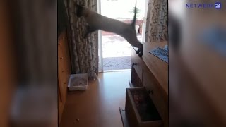 Kyk: Niks staan tussen dié kat en haar kos