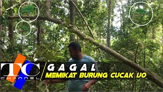 memikat burung cucak ijo di hutan aceh