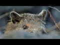 Cuba's Animal Underworld | Wild Caribbean | BBC Earth