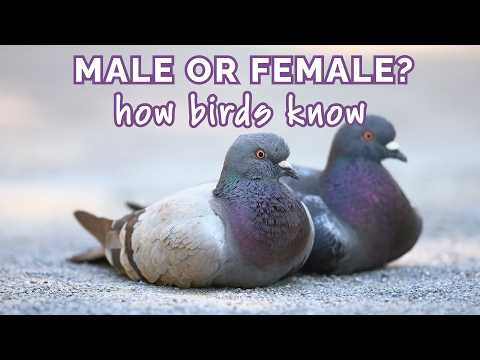 How do birds differentiate between male and female? | How they see what we can't