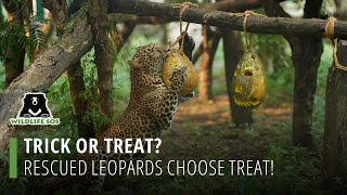 Trick Or Treat? Rescued Leopard Choose Treat!