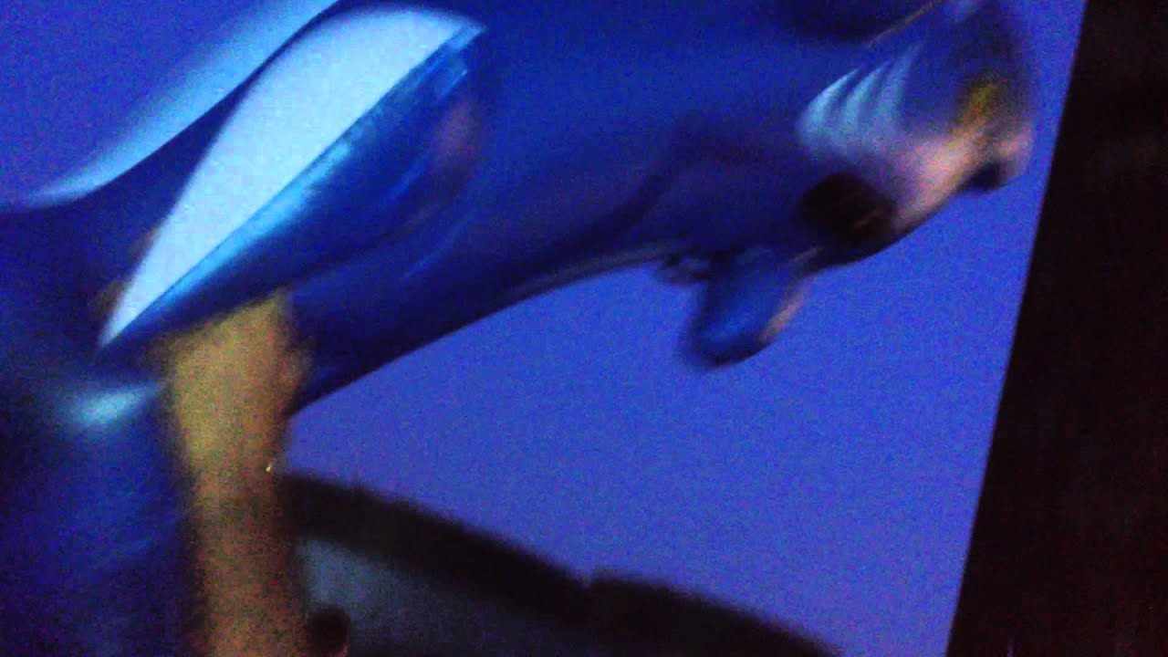 Dirty Bird BBQ - Brooklyn 2015