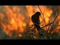 Fire and Feathers | Madagascar w/ David Attenborough | BBC Earth