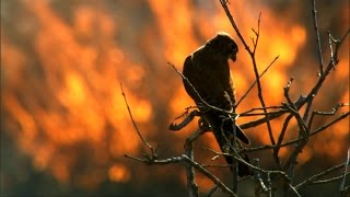Fire and Feathers | Madagascar w/ David Attenborough | BBC Earth