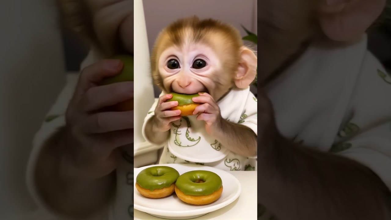 Too Cute! Monkey Crumbles With Joy Over Matcha Donuts 🐵🍵