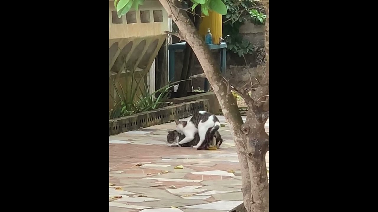 Cats in heat, as they try to attract a male to mate.🫠🫠🫠🫠 YouTube