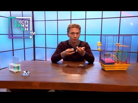 Пушной и крастер. Мэи лекторий физика. Краш диета. Эксперименты 2018. Эксперименты 2018.